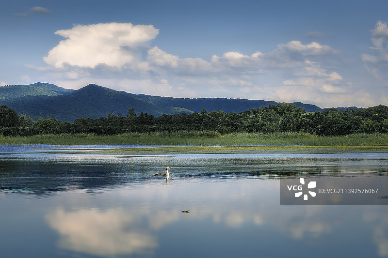 白鹤湖上的鷉图片素材