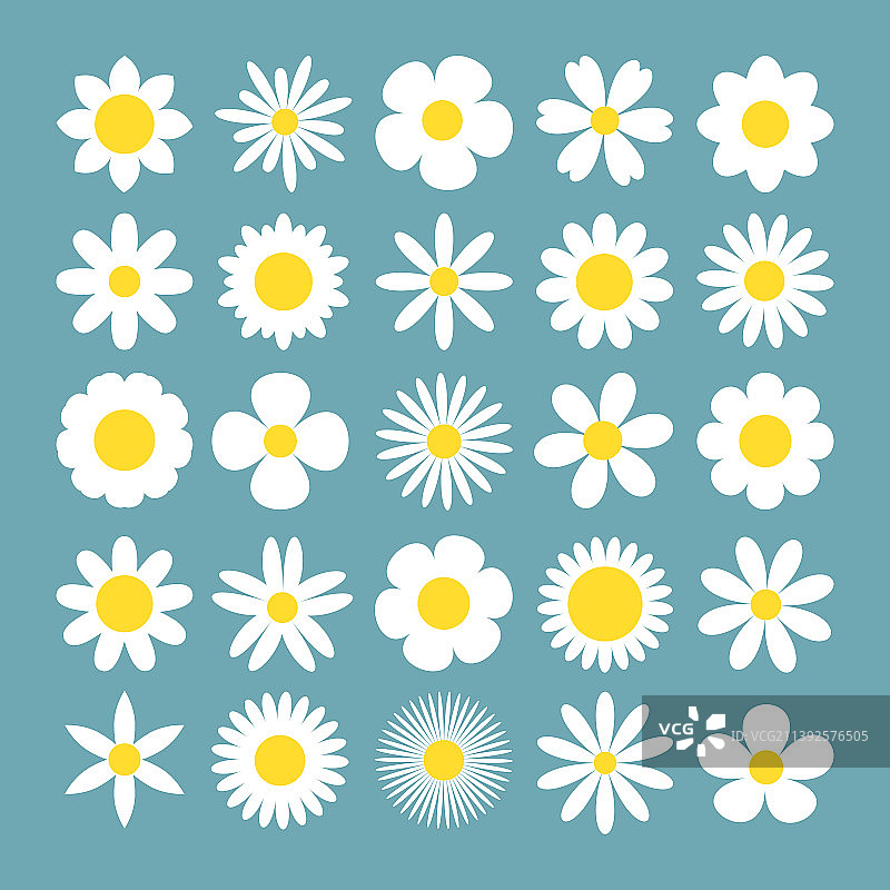 雏菊甘菊超大套装白色甘菊图标图片素材