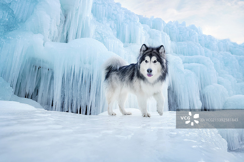 冰川上的阿拉斯加雪橇犬图片素材
