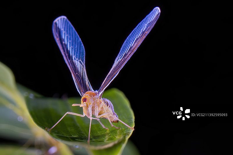 长袖蜡蝉图片素材