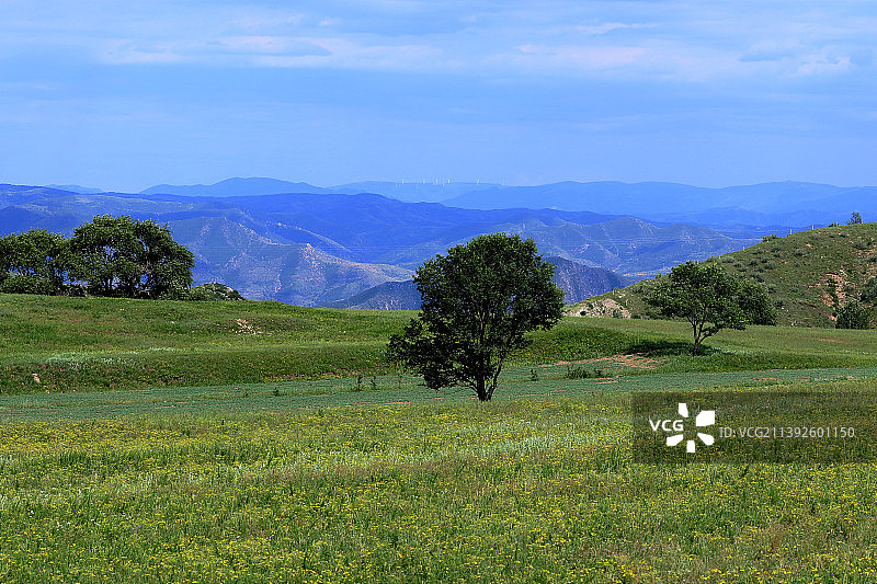 夏日炎炎，河北省张家口市坝上绿草如茵，天蓝云白，铺展开一幅美丽画卷。图片素材
