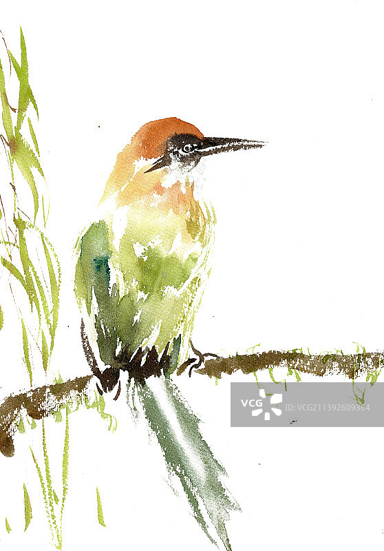 树枝上的小鸟图片素材