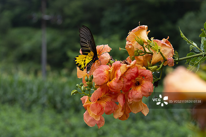 雨后凌霄花儿与蝴蝶图片素材
