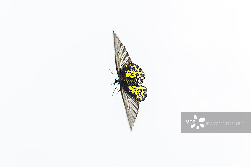 雨后空中飞翔的金裳凤蝶图片素材