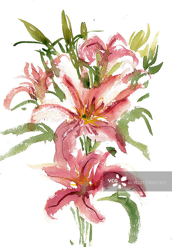 紫红色的百合图片素材