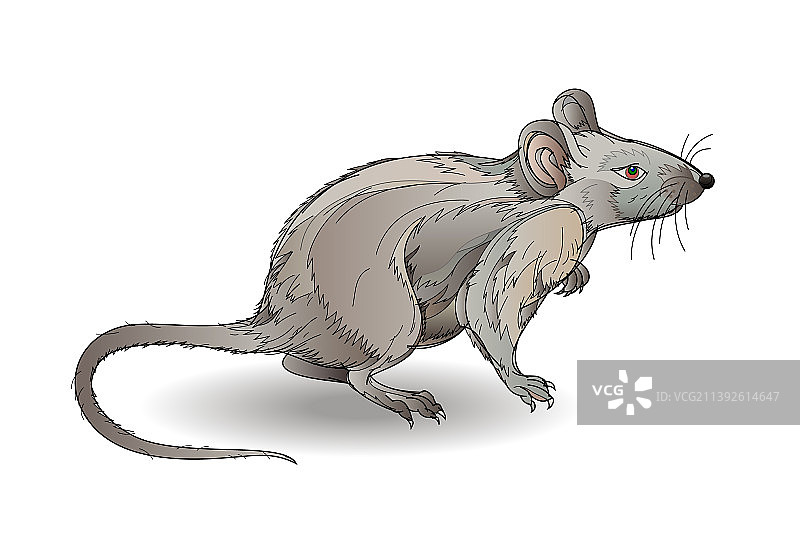 白色背景上的灰色小老鼠图片素材