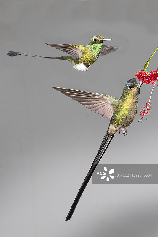 紫尾蜂鸟在花上觅食图片素材