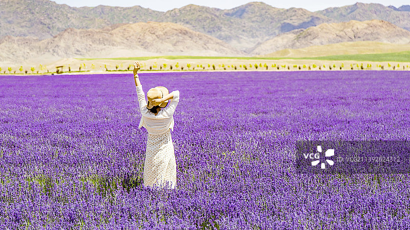 新疆伊犁薰衣草花海图片素材