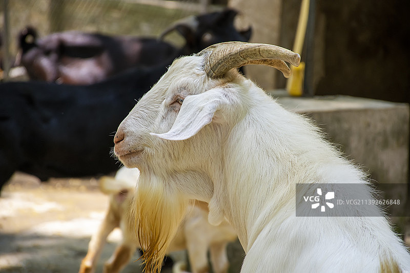 畜牧业动物主题素材：家山羊图片素材