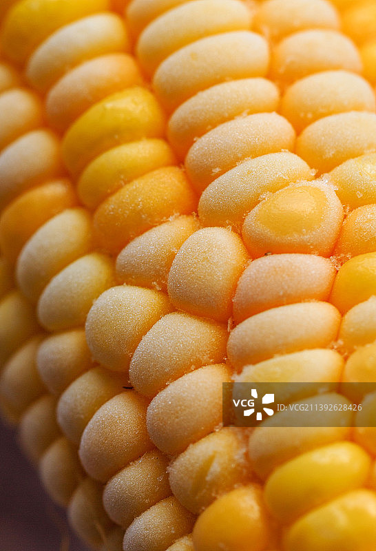 玉米“我也要凉爽”图片素材