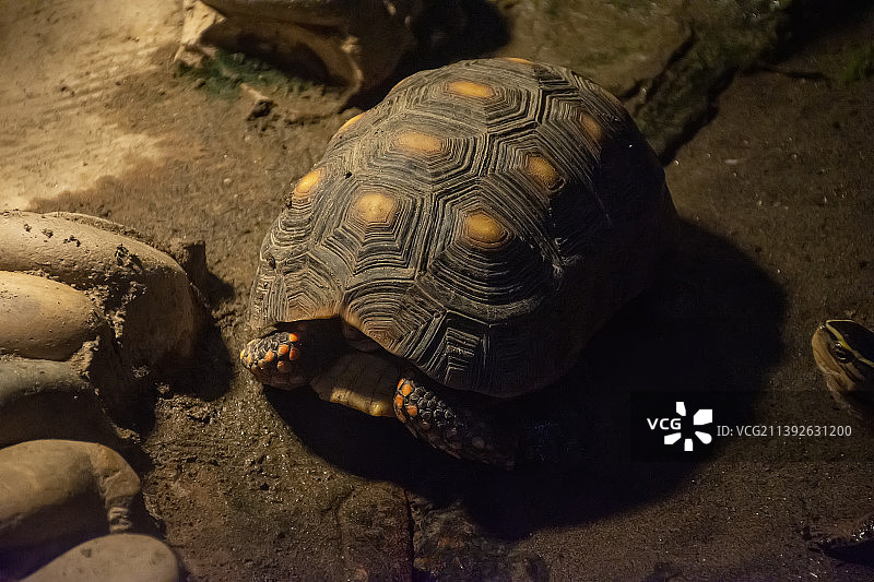 野生动物乌龟主题素材：大型陆龟图片素材