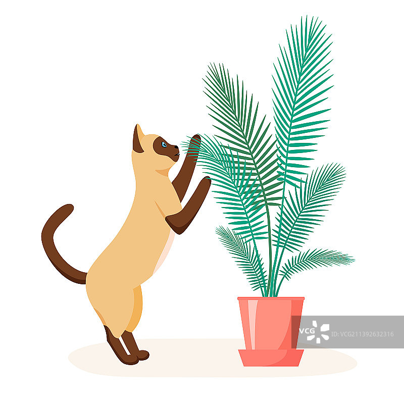 暹罗猫试图啃食家里的植物图片素材