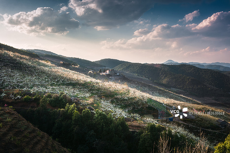 熊发寿  一坡香雪海   云南省大理州巍山县梨花源图片素材