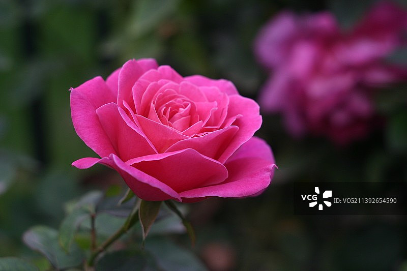 粉红色玫瑰花图片素材