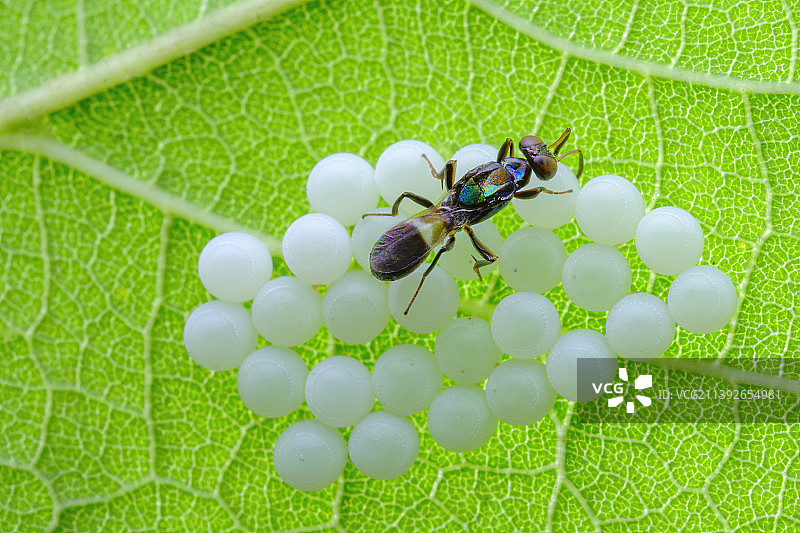 平腹小蜂在寄生蝽卵图片素材