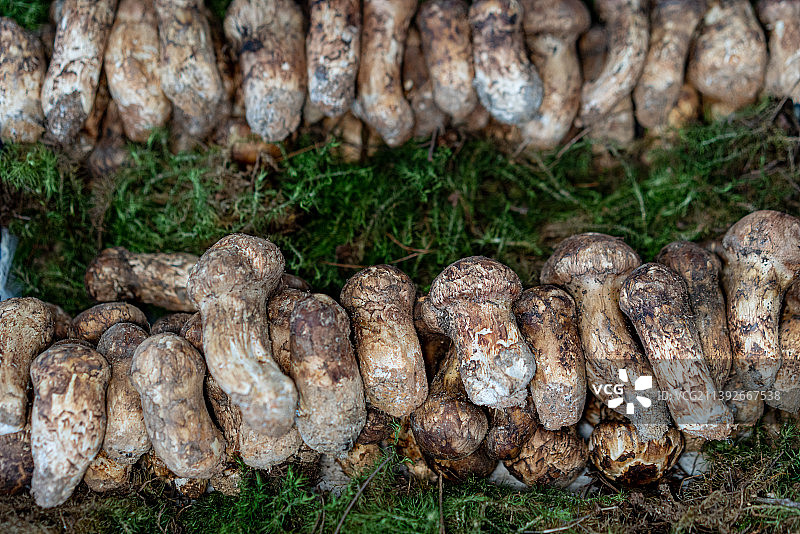 云南野生菌 野生松茸图片素材