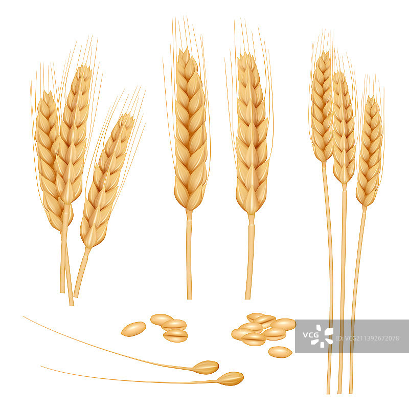 健康有机小麦农业图片素材