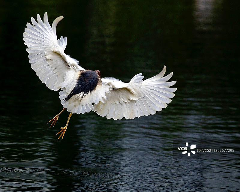 池鹭奋力起飞一刻图片素材