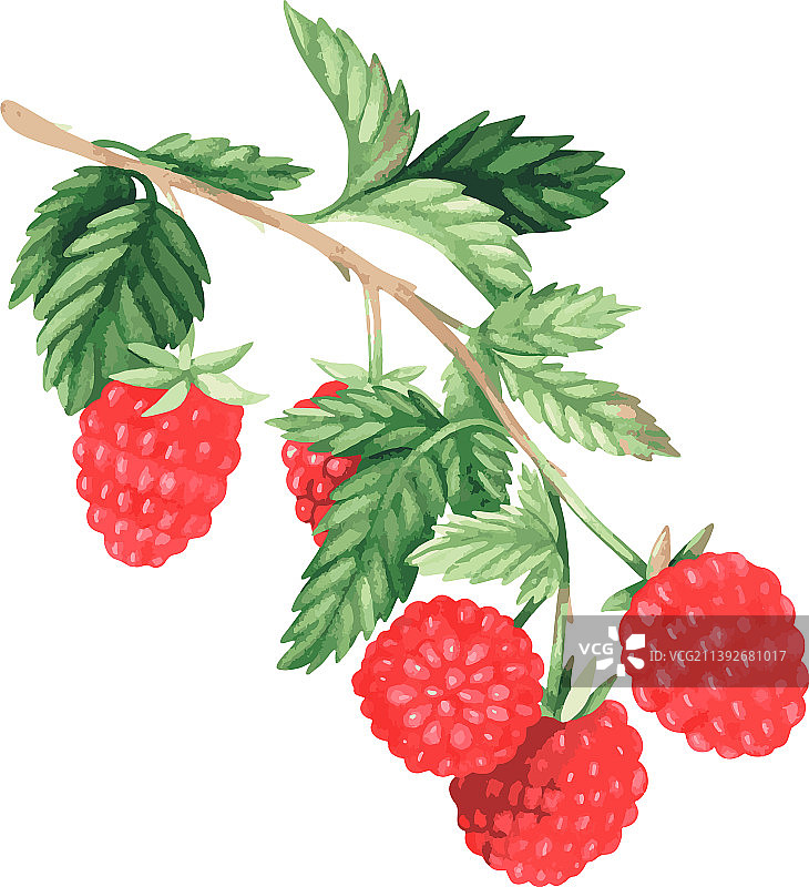 一枝覆盆子图片素材