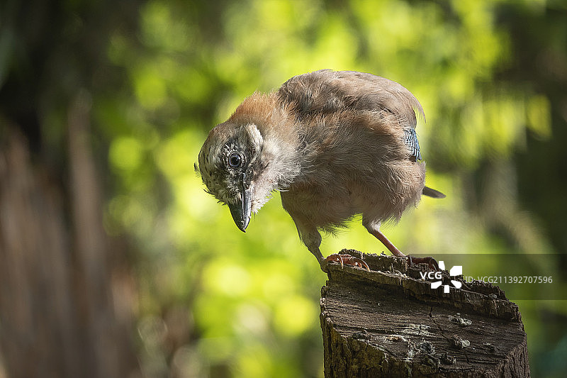 栖息在木头上的欧亚鸲特写图片素材