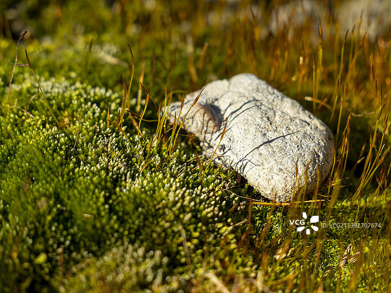 克罗地亚田野岩石的特写图片素材