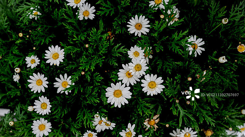 白色开花植物的高角度视图图片素材