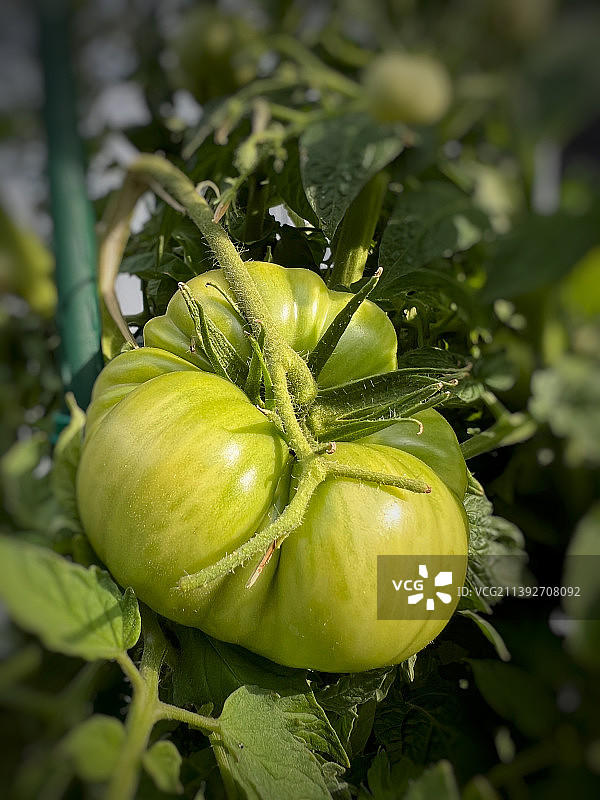西红柿在植物上生长的特写图片素材