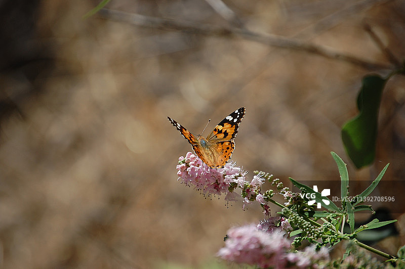 蝴蝶在花上授粉的特写图片素材