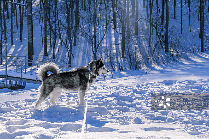 雪地里纯种西伯利亚哈士奇雪橇犬的画像图片素材