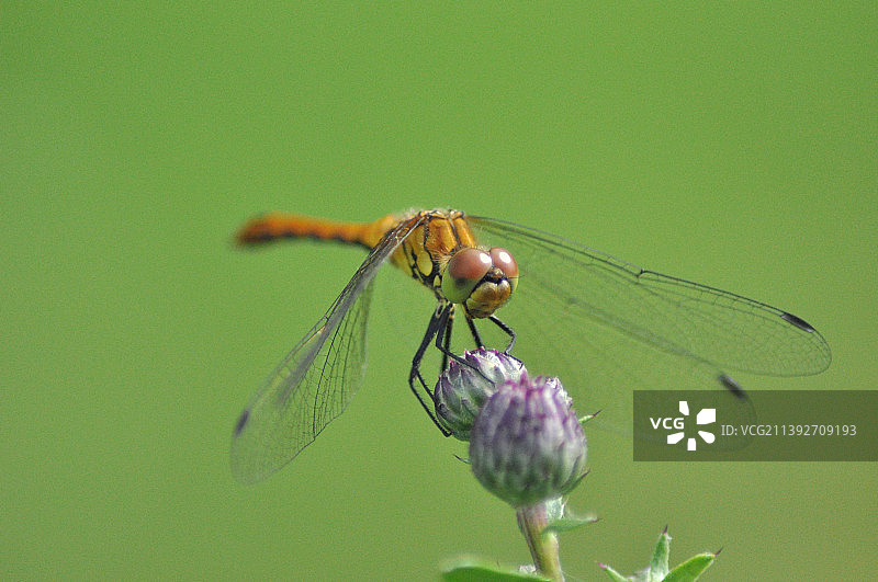 植物上的蜻蜓特写，俄罗斯诺夫哥罗德州图片素材