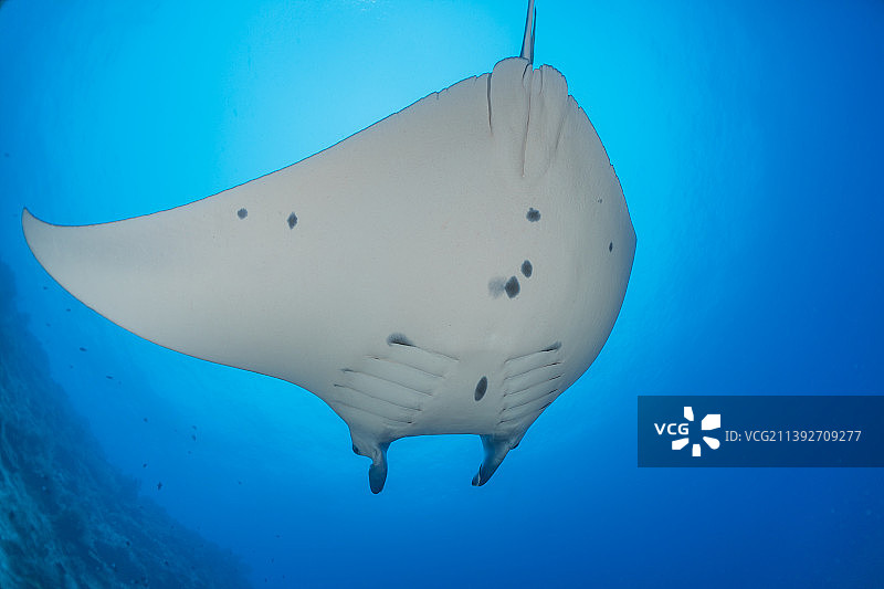 菲律宾图巴塔哈礁国家公园的蝠鲼图片素材