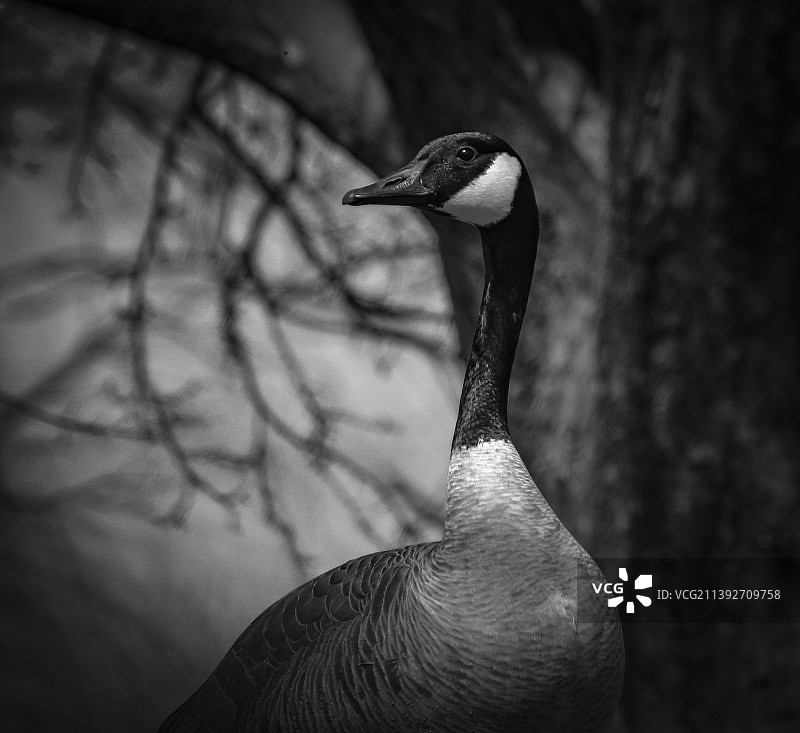 树背景下的黑白加拿大鹅，明尼苏达州，美国图片素材