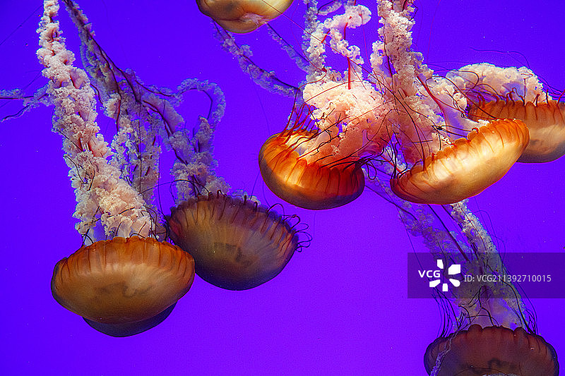 加拿大大海中游泳的水母特写图片素材