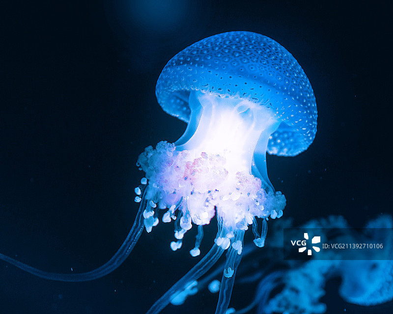 水母在海里游泳的特写图片素材