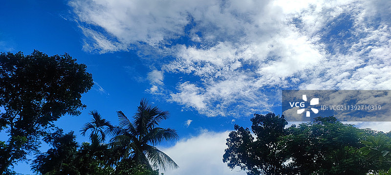树木对着天空的低角度视图图片素材