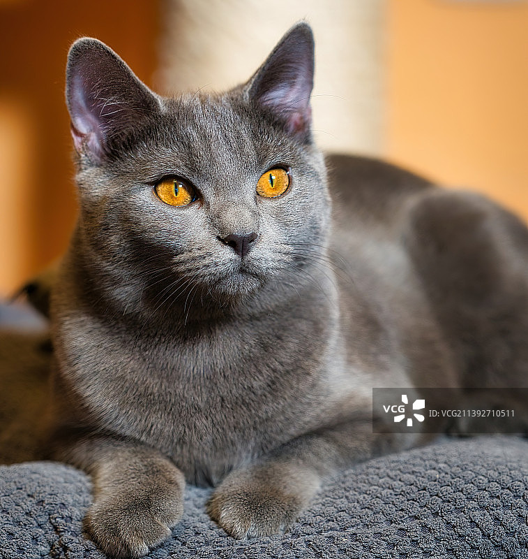 猫的特写，斯洛伐克，布拉迪斯拉发图片素材