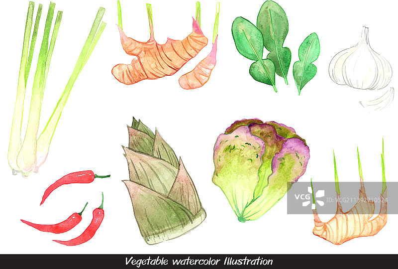 用于水彩烹饪的泰国蔬菜和草药图片素材