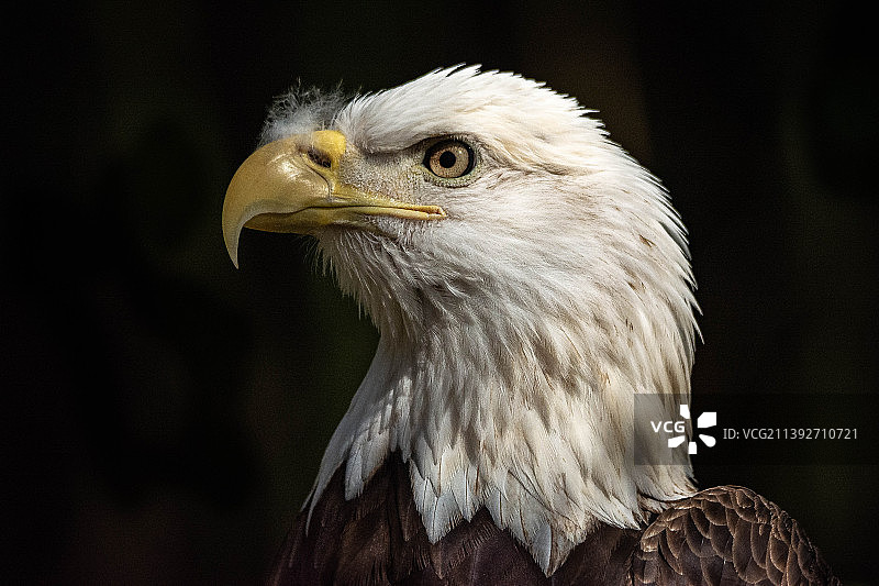 秃鹰特写图片素材