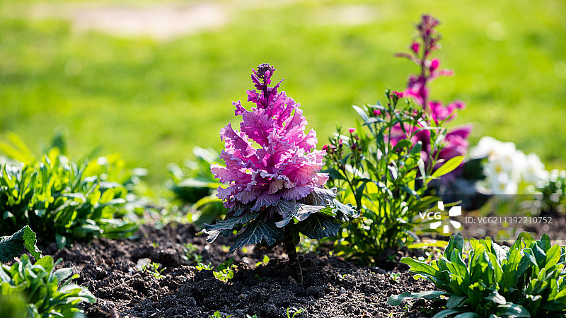 万森讷紫色植物特写，法国图片素材
