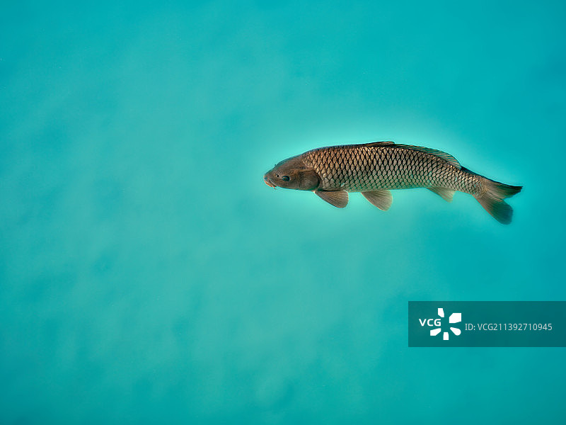 奥地利萨尔茨堡海中游动的淡水鱼特写图片素材