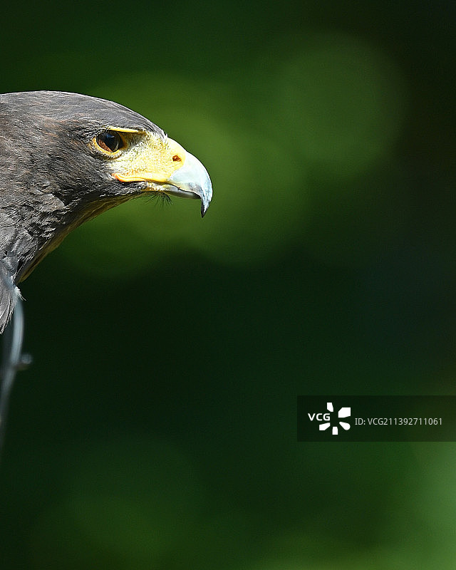 猛禽鹰的特写图片素材