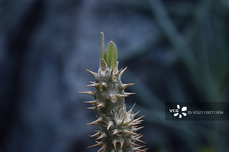 特写的植物图片素材