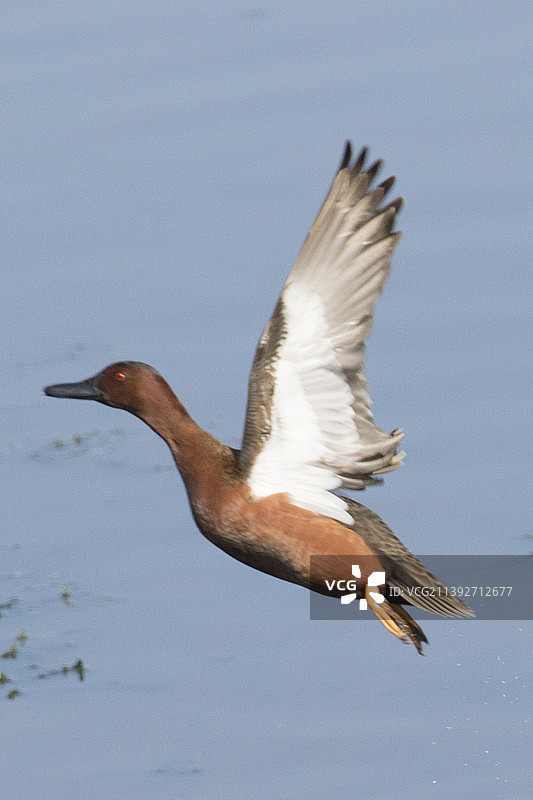 起飞的红翅鸭雄鸭图片素材