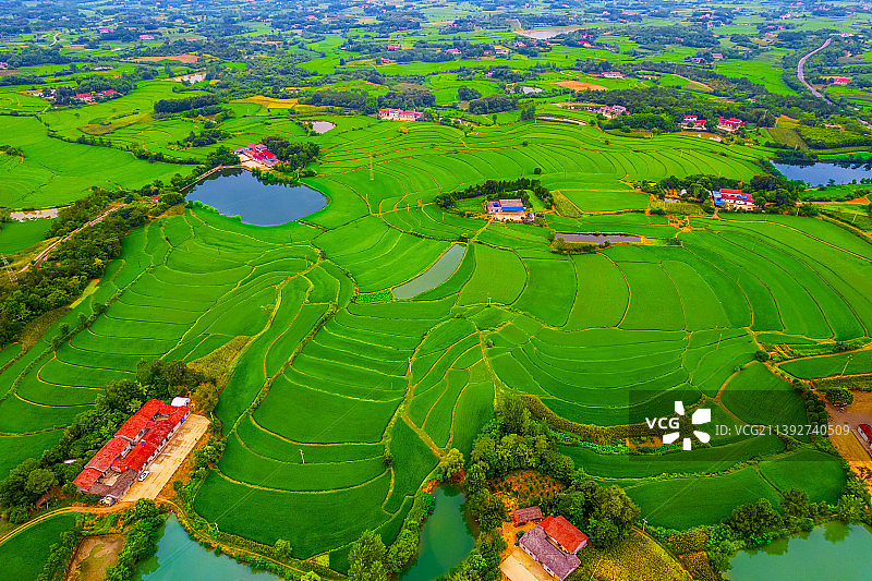 湖北荆门东桥梯田稻田航拍图片素材