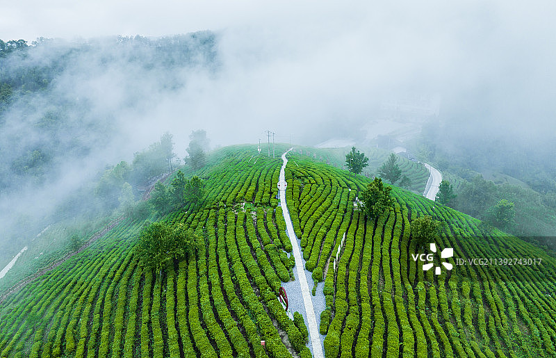 蒋家坪凤凰茶山，图片素材