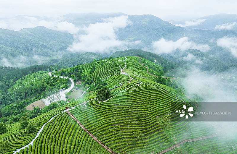 蒋家坪凤凰茶山，图片素材