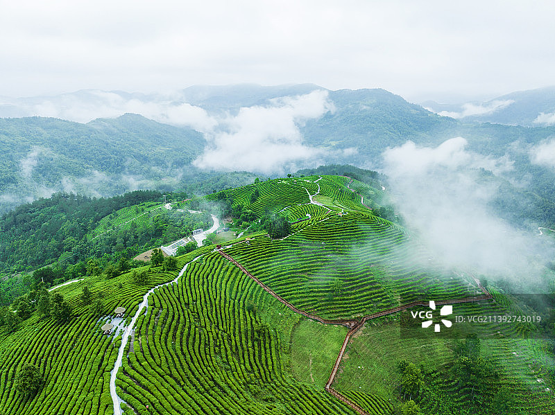 蒋家坪凤凰茶山，图片素材