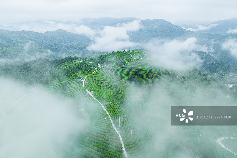 蒋家坪凤凰茶山，图片素材