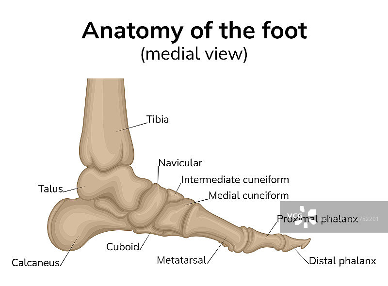 足部解剖图片素材