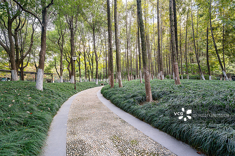 城市公园里的小树林及草坪图片素材